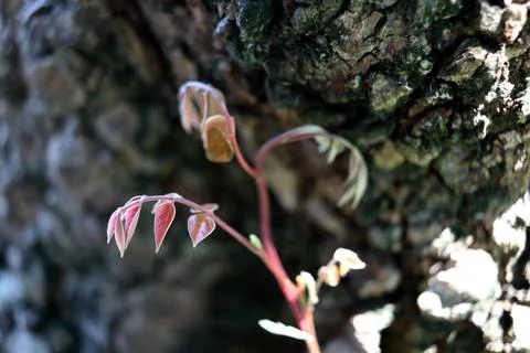 Young leaf star fruit budding beside trunk. Stock Photos