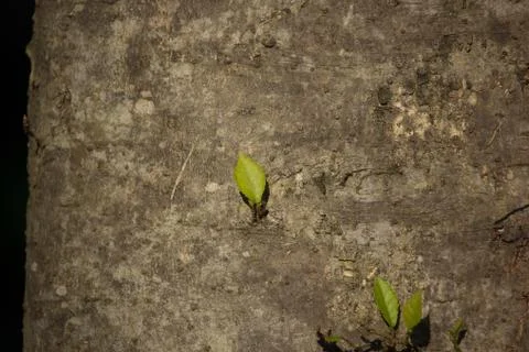 Young leaf of tree growth on side of big tree Stock Photos