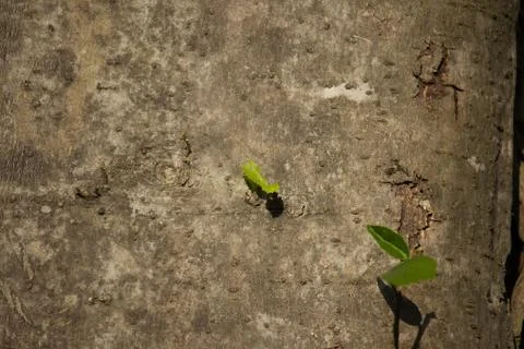 Young leaf of tree growth on side of big tree Stock Photos