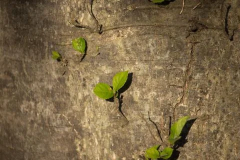 Young leaf of tree growth on side of big tree Stock Photos