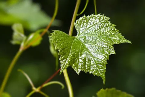 Young leaf of a wild grape in close -up Stock Photos