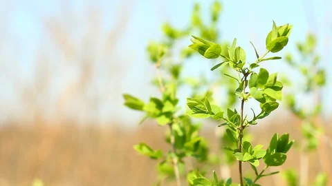 Young leaflet on young shoots of a tree Stock Footage 127704296