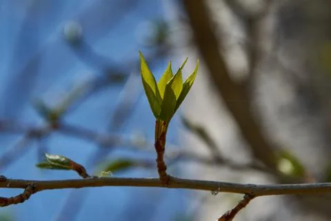 Young leaflets form a crown in beams of the sun Stock Photos