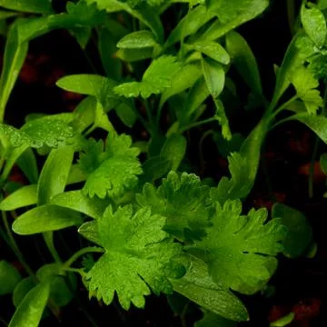 Young Leafs of Cilantro Stock Photos
