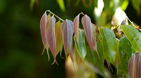 Young leafs group shake with the wind Stock Footage 48348813