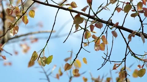 Young leafs of sacred fig tree Stock Footage 48603891