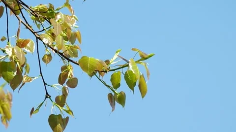 Young leafs of sacred fig tree are shaking Stock Footage 48704416