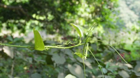 Young Leafy Vine 스톡 동영상 333960844