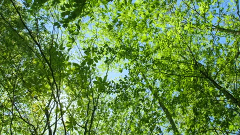 Young Leaves and Sunlight in the Trees Видео 332754750