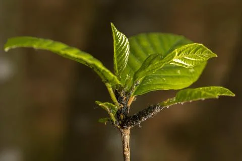 Young leaves with aphids Stock Photos