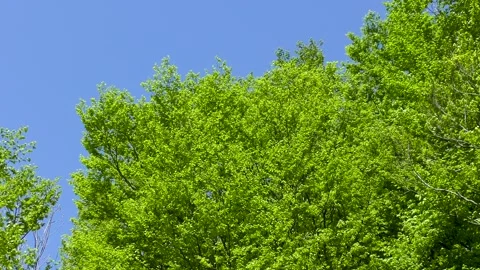 Young leaves of beech in the mountains on a clear day Stock Footage 145399686
