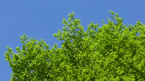 Young leaves of beech in the mountains on a clear day Stock Footage 145399706