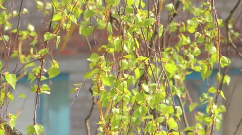 Young leaves of birch Stock-Footage 57317267