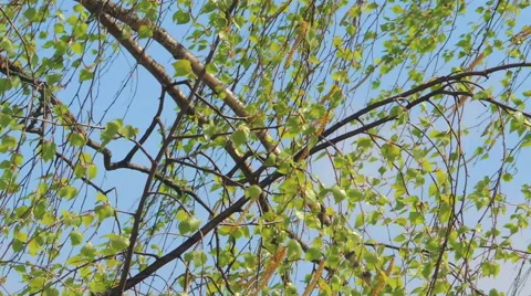 Young leaves of birch Stock Footage 57317294