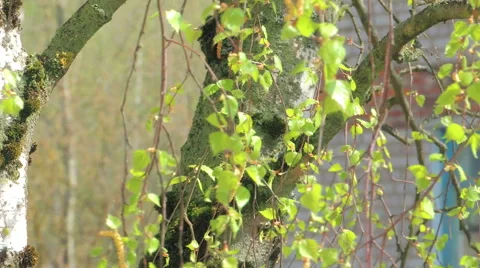 Young leaves of birch Stock Footage 57317300