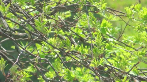 Young leaves of birch Stock Footage 57317307