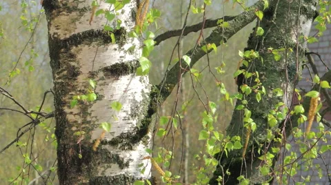 Young leaves of birch Stock Footage 57317311