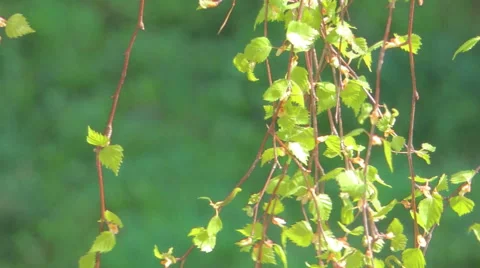 Young leaves of birch Stock Footage 57317316