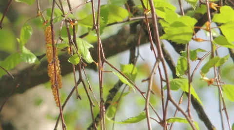 Young leaves of birch Stock Footage 57317344