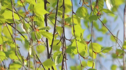 Young leaves of birch Stock Footage 57317370