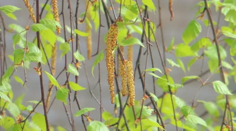 Young leaves of birch Stock Footage 57317371