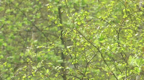 Young leaves of birch Stock Footage 57317424