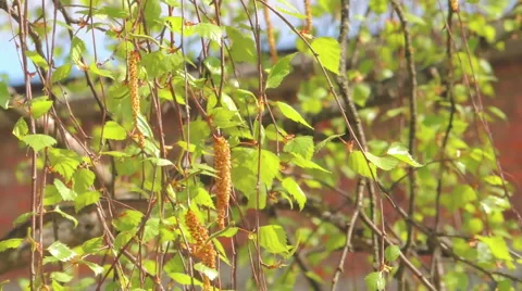 Young leaves of birch Stock Footage 57317435