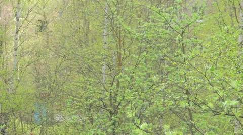 Young leaves of birch Stock Footage 57317441