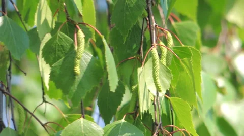 Young leaves of birch Stock Footage 57317443