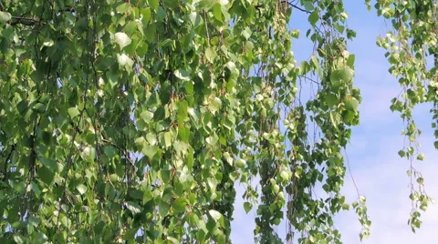 Young leaves of birch Stock Footage 57317452