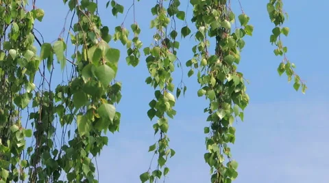 Young leaves of birch Stock Footage 57317453