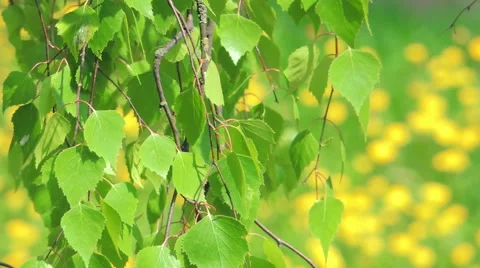 Young leaves of birch Stock Footage 57317460