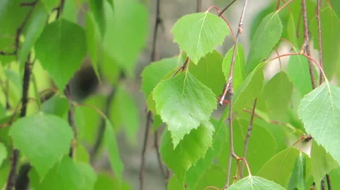Young leaves of birch 库存影片 57317473