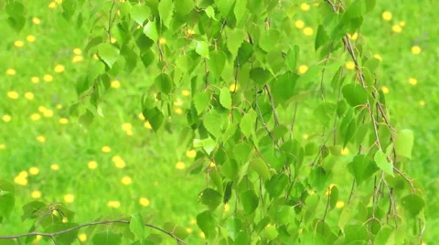 Young leaves of birch Stock Footage 57317483
