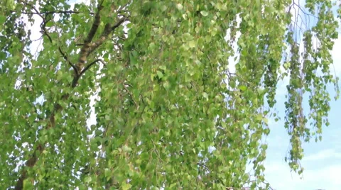 Young leaves of birch Stock Footage 57317497
