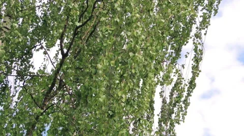 Young leaves of birch Stock Footage 57317534