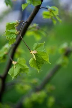 Young leaves bloom on a branch in spring. A close up of a tree Stock Photos