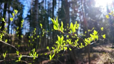 Young leaves bloom in early spring Stock-Footage 335082105
