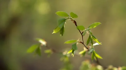 Young leaves on a branch Stock Footage 11289769