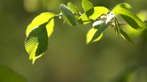 Young leaves on a branch Stock Footage 11289776