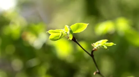 Young leaves on a branch Stock Footage 11289795