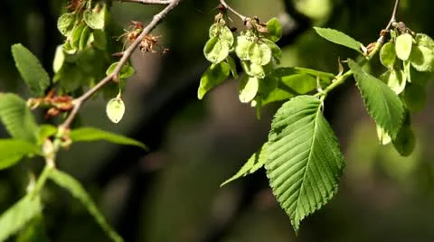 Young leaves on a branch Stock Footage 11289799