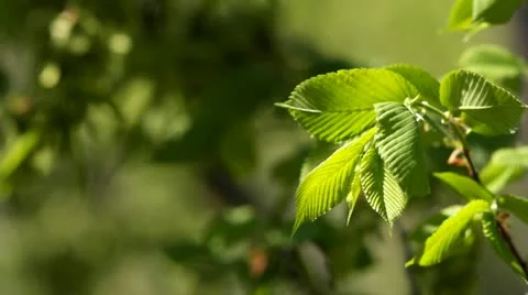Young leaves on a branch Stock Footage 11289807