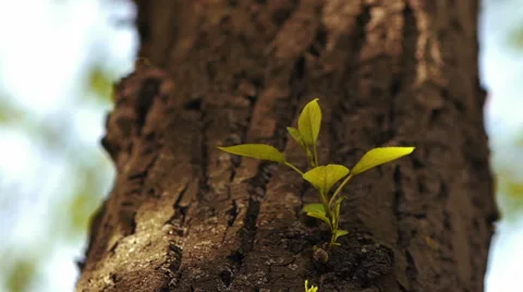 Young leaves on a branch Stock Footage 50096869