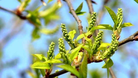 Young leaves on a branch Stock Footage 88560215