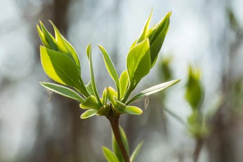 Young leaves on the branch Stock Photos