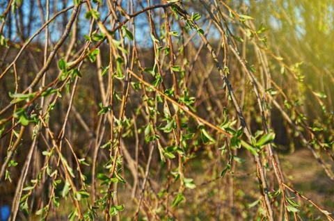 Young leaves on the branches of a tree. Stock Photos