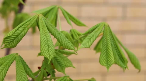 Young leaves of chestnut Stock Footage 50006342