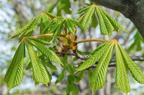 Young leaves of chestnut Stock Photos