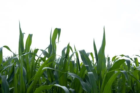 Young leaves of corn on the background of the sky Stock Photos